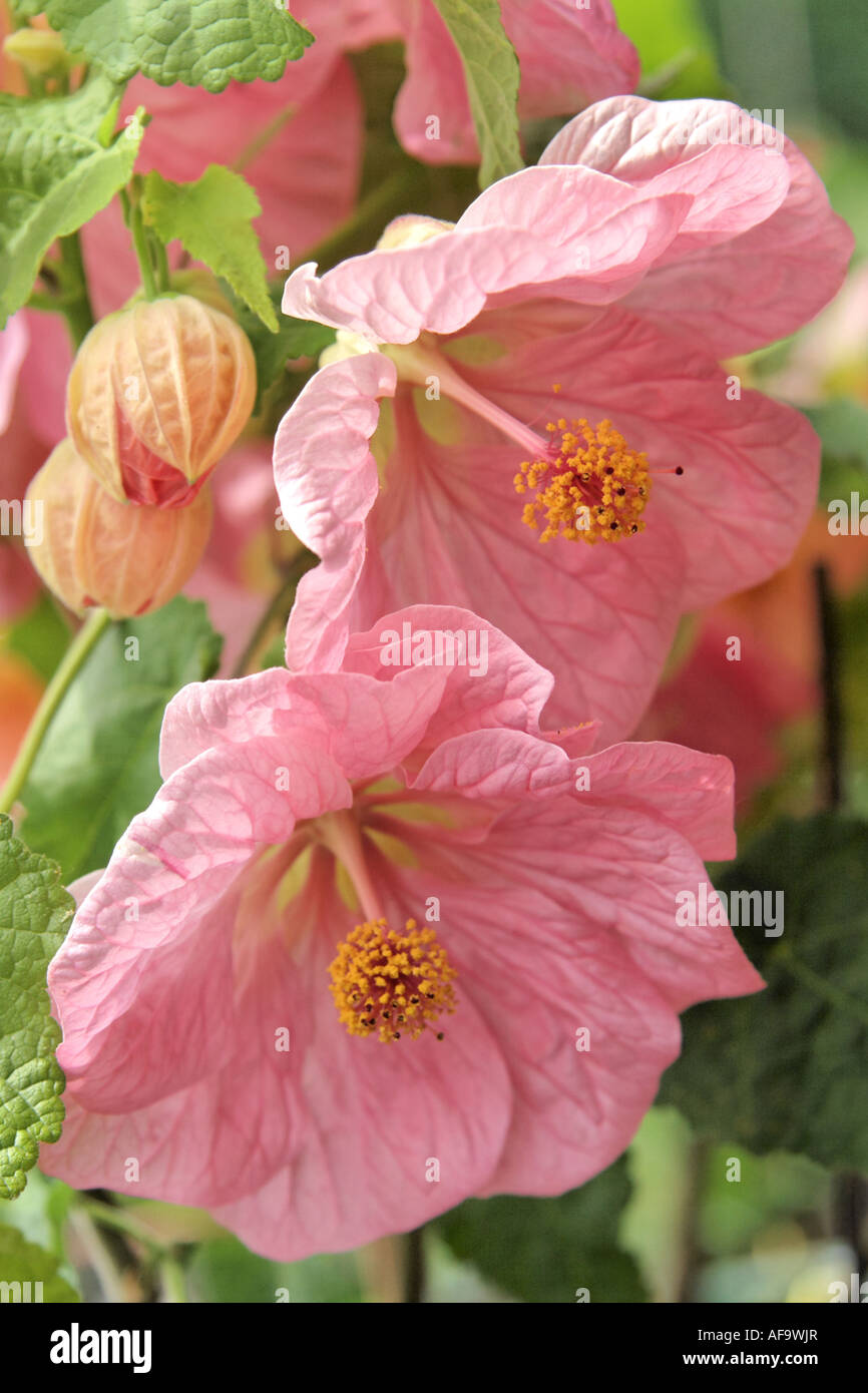Flowering Maple, Indian Mallow, Parlor Maple (Abutilon-Hybride), flowers Stock Photo