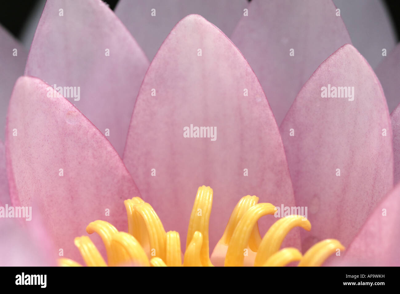 water lily, pond lily (Nymphaea spec.), flower, macro shot Stock Photo