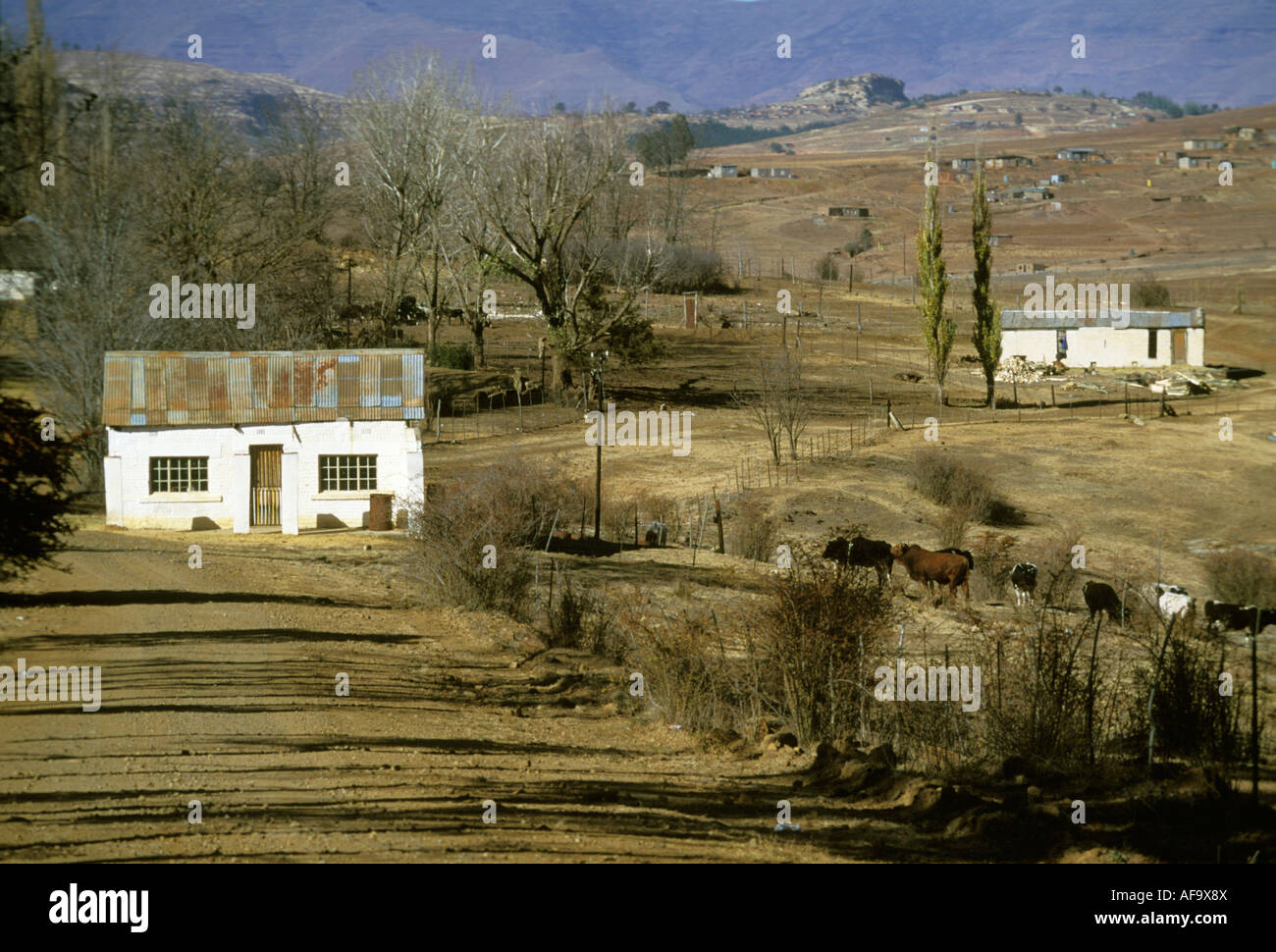 Rural landscape showing a small dilapidated white house set in a semi-arid mountainous area, with cows grazing in nearby field. Stock Photo