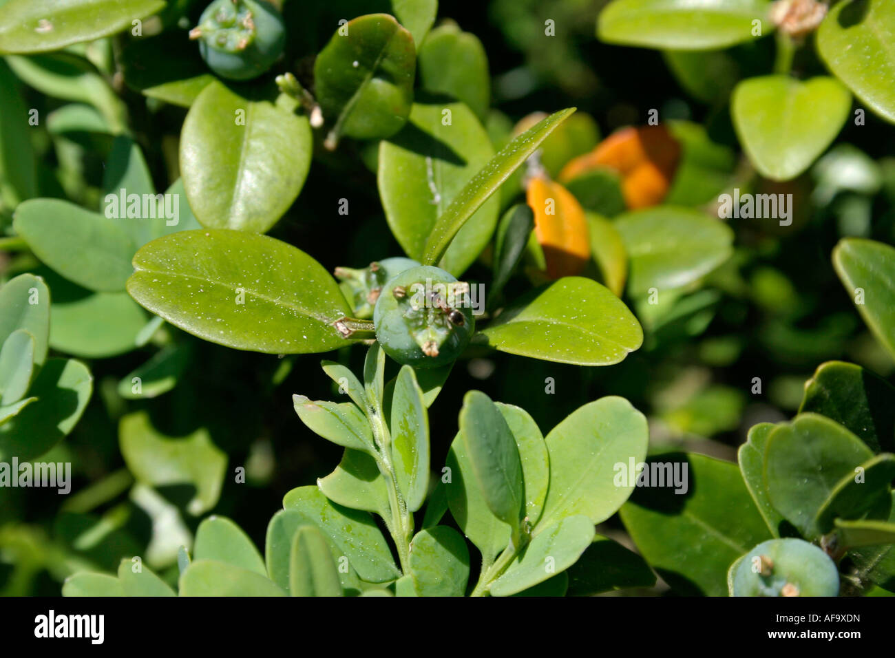 close up of box tree leaf and fruit Stock Photo - Alamy