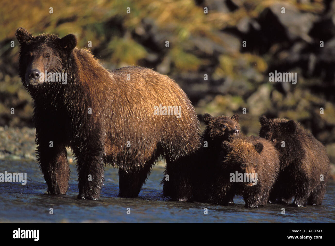brown bear Ursus arctos grizzly bear Ursus horribils sow with cubs ...