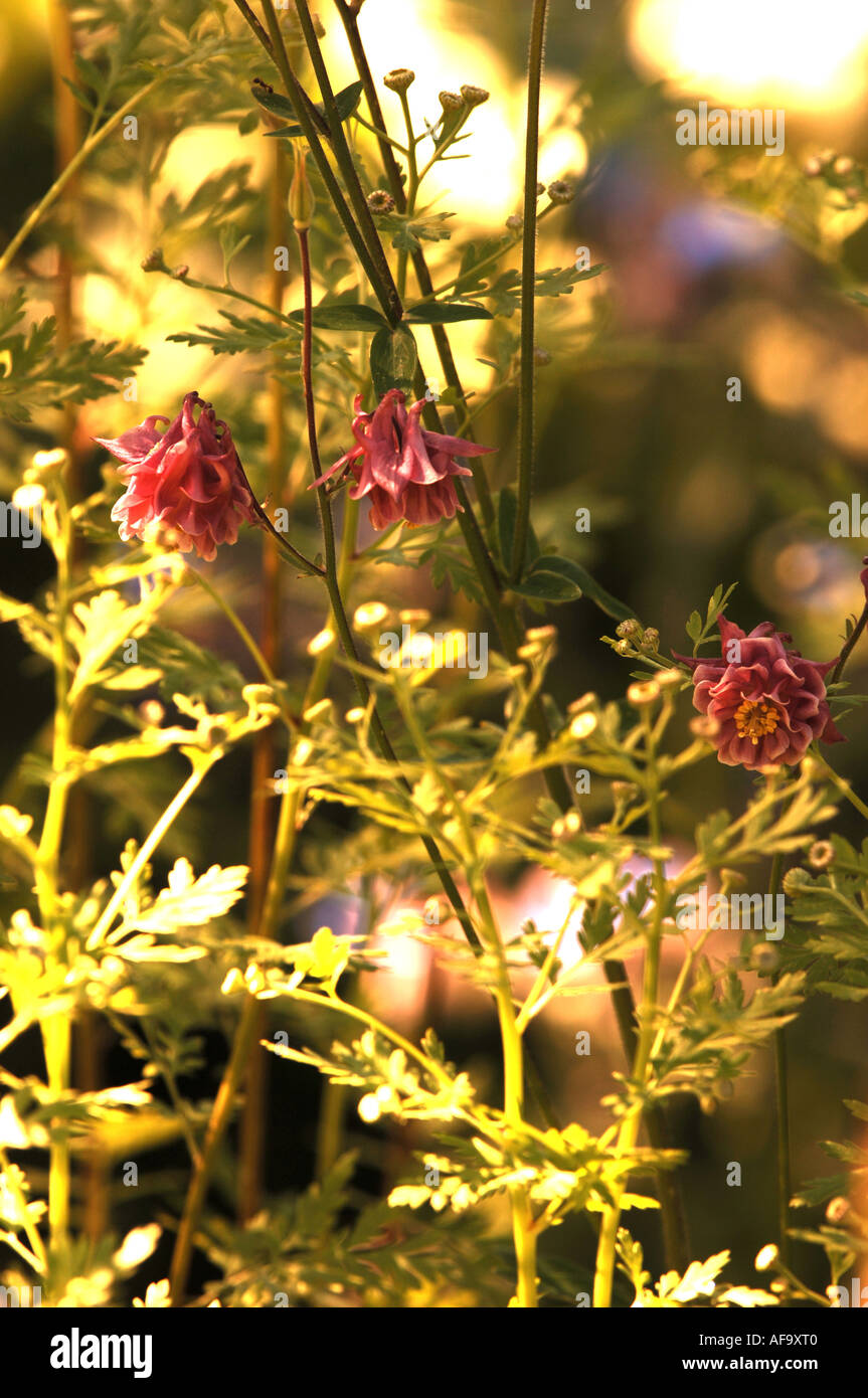 Flowers in an English country garden Stock Photo - Alamy