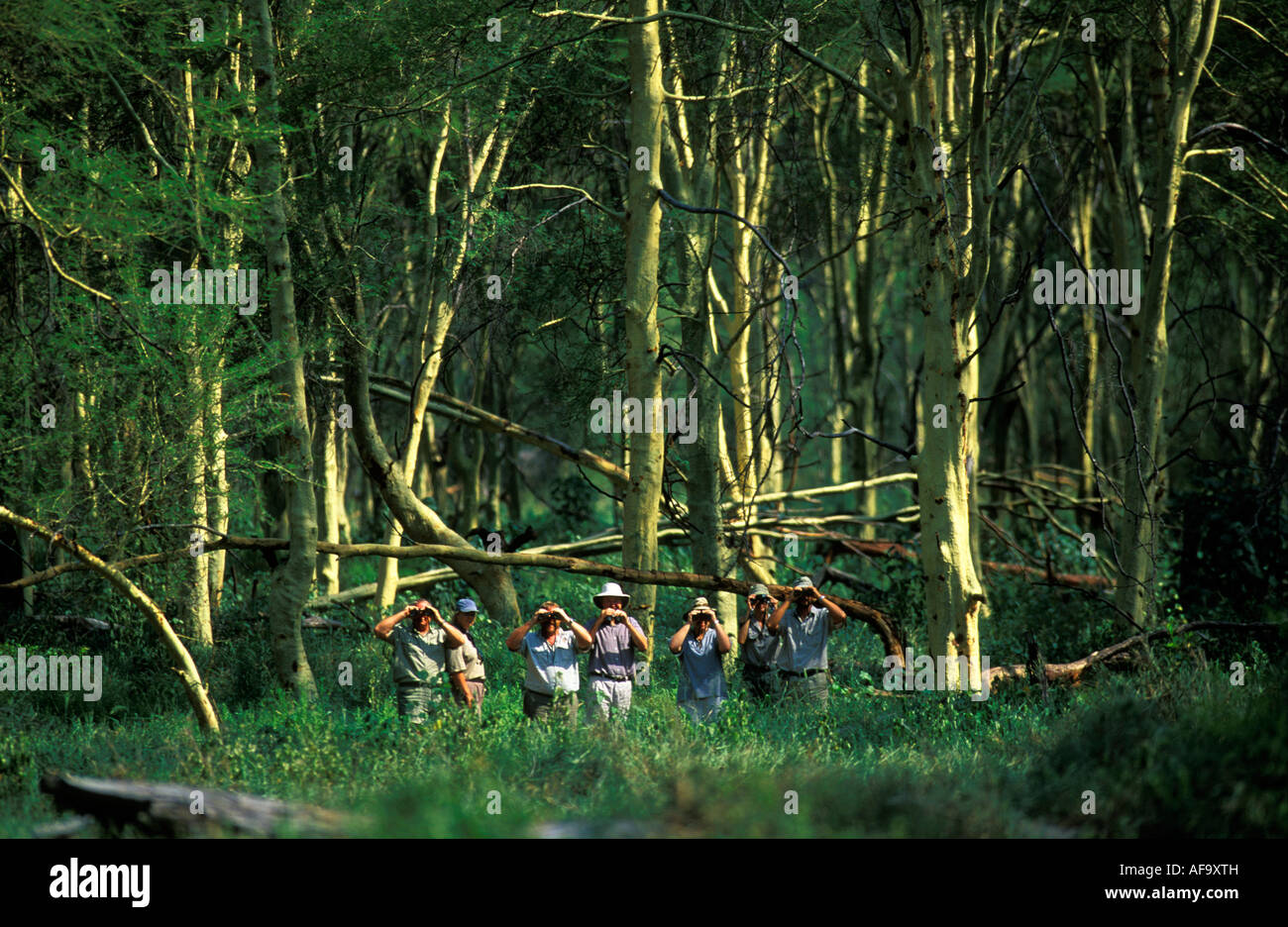 A group of bird watchers with binoculars on a wilderness trail in a fever tree forest in the Northern Kruger National Park. Stock Photo