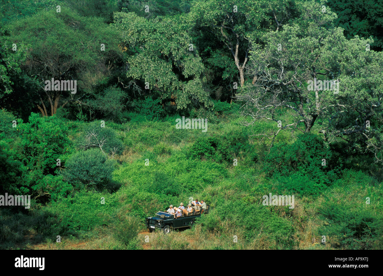 Aerial view of a group of tourist on a Game drive in an open Land Rover in the lush vegetation of the Limpopo River Basin. Stock Photo
