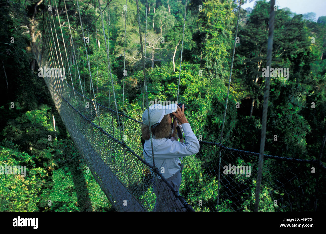 Tourist on aerial walkway in forest canopy ; Ghana Stock Photo