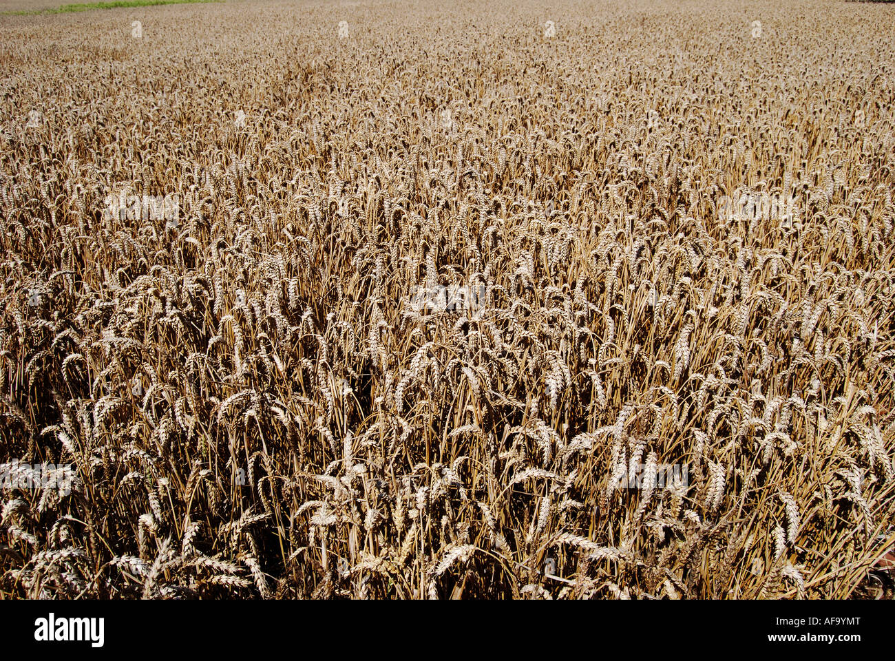 Field cereals barley in close hi-res stock photography and images - Alamy
