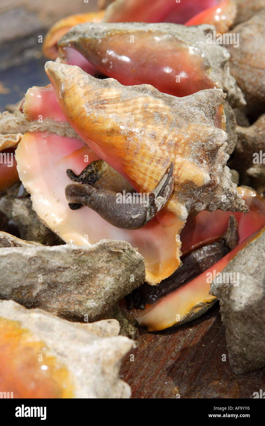 Live conch for sale at Potters Cay, Nassau, New Providence, Bahamas. Stock Photo