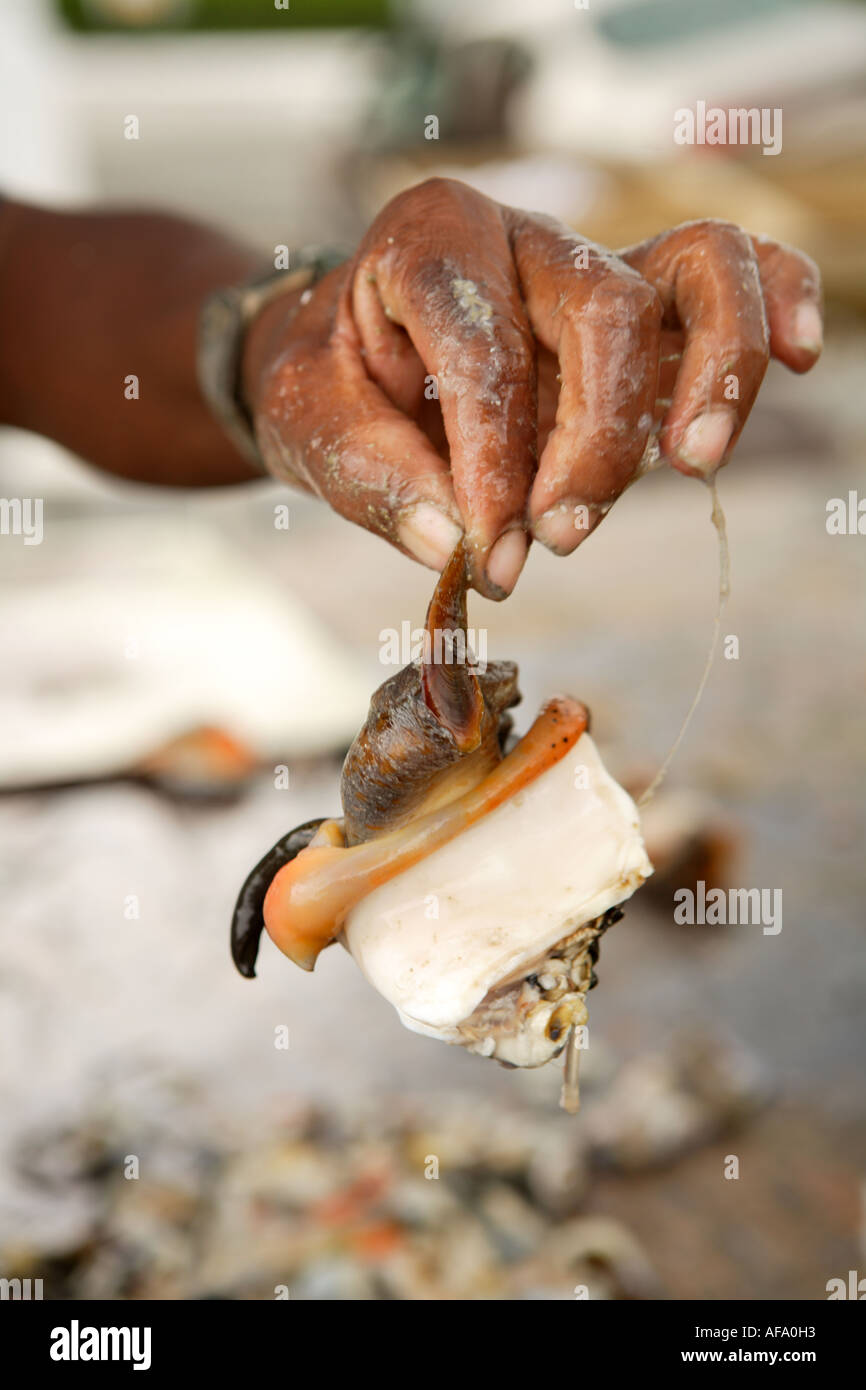 Person holding live conch for sale at Potters Cay, Nassau, New Providence, Bahamas Stock Photo