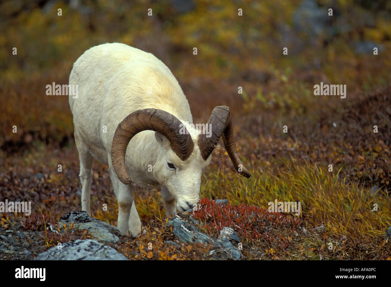 Dall Sheep Ram Feeding High Resolution Stock Photography and Images - Alamy