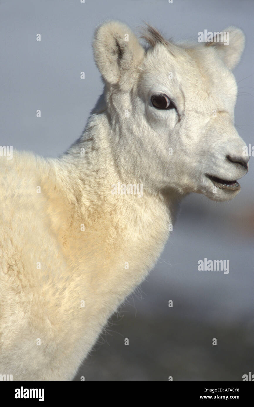 dall sheep Ovis dalli lamb profile North Slope of the Brooks Range central Arctic Alaska Stock Photo