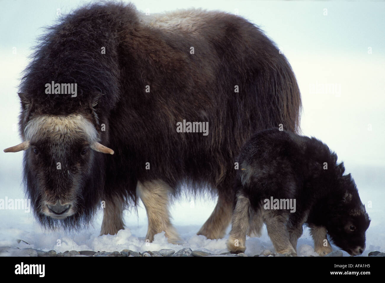 muskox Ovibos moschatus cow and newborn calf on the central Arctic ...