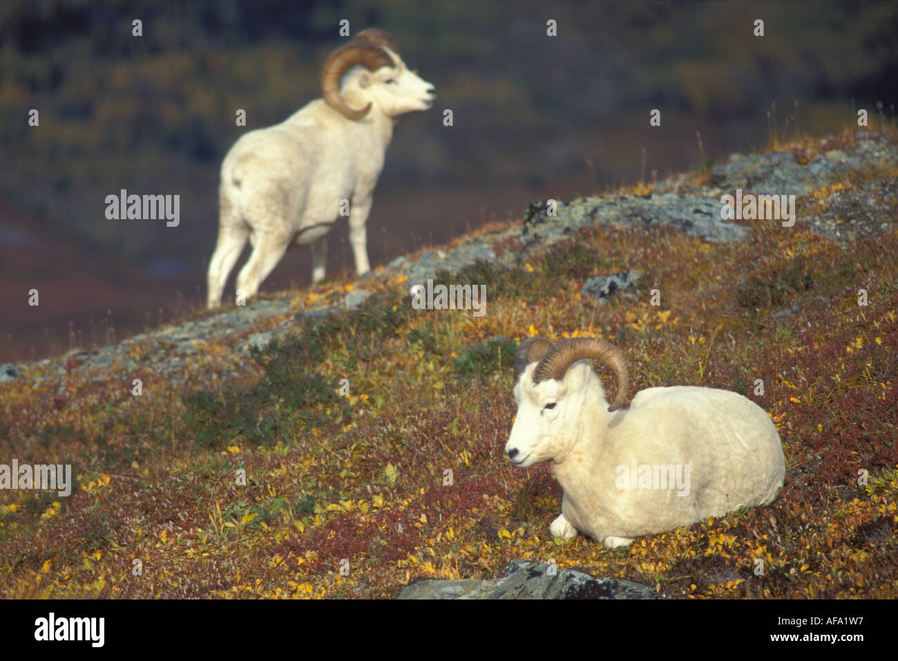 Dall sheep ram feeding hi-res stock photography and images - Alamy