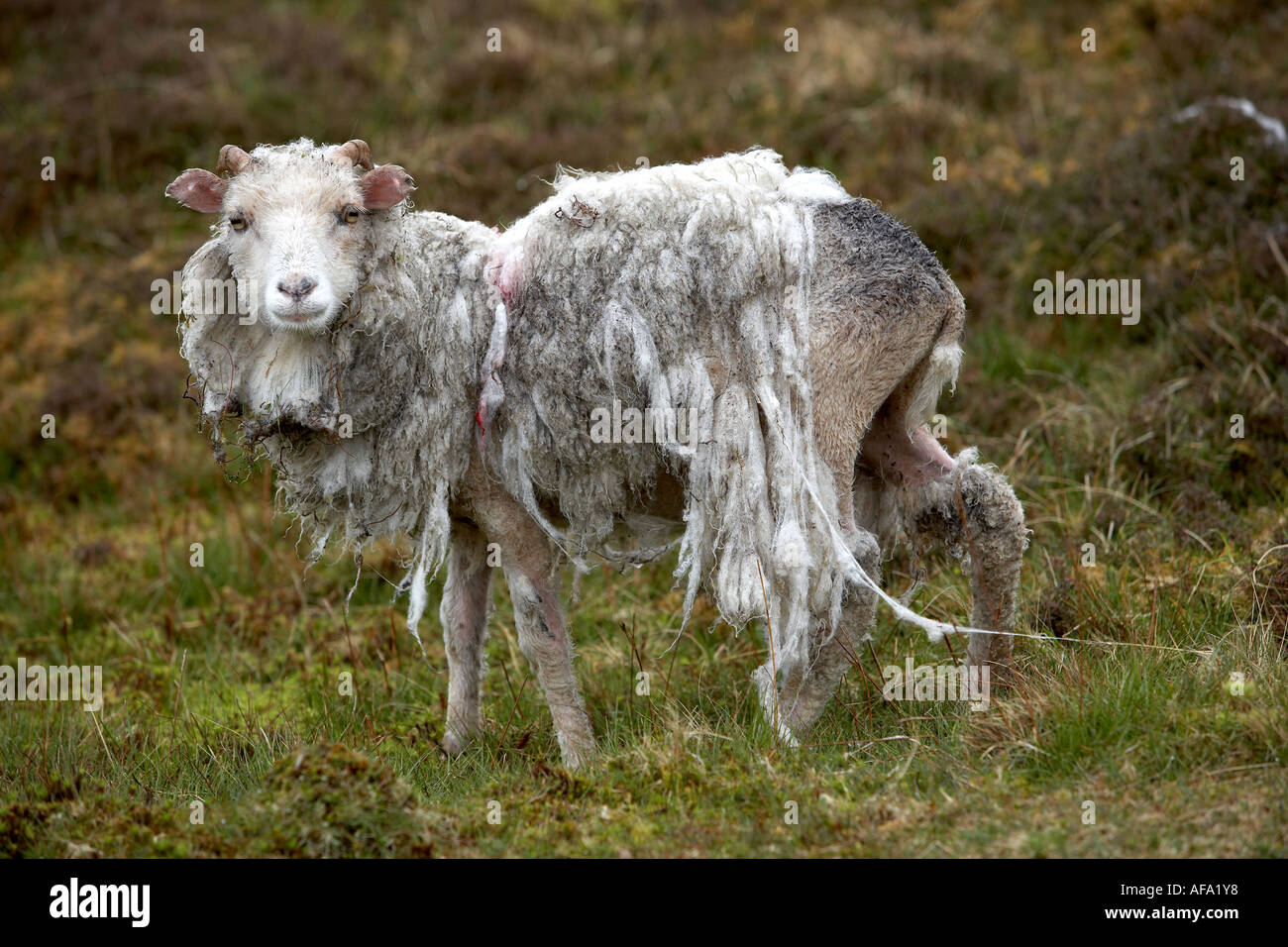 Scruffy sheep on Yell Shetland Islands Scotland Stock Photo Alamy