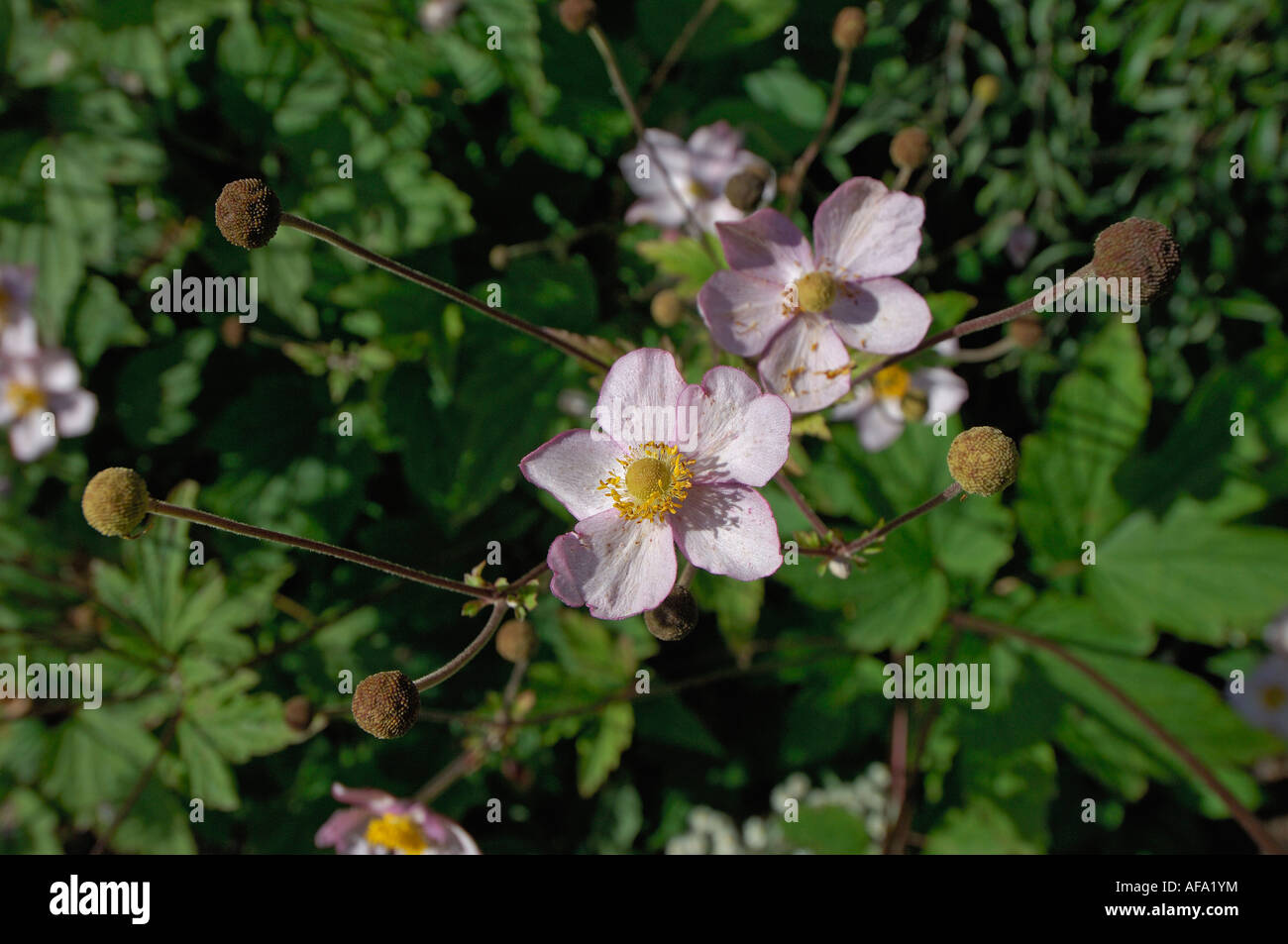Semi close up of pale pink Japanese Anemone with yellow calyx surrounded by other blossoms and seed heads Perthshire Stock Photo