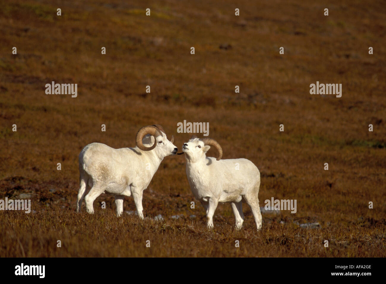 Dall sheep ram feeding hi-res stock photography and images - Alamy