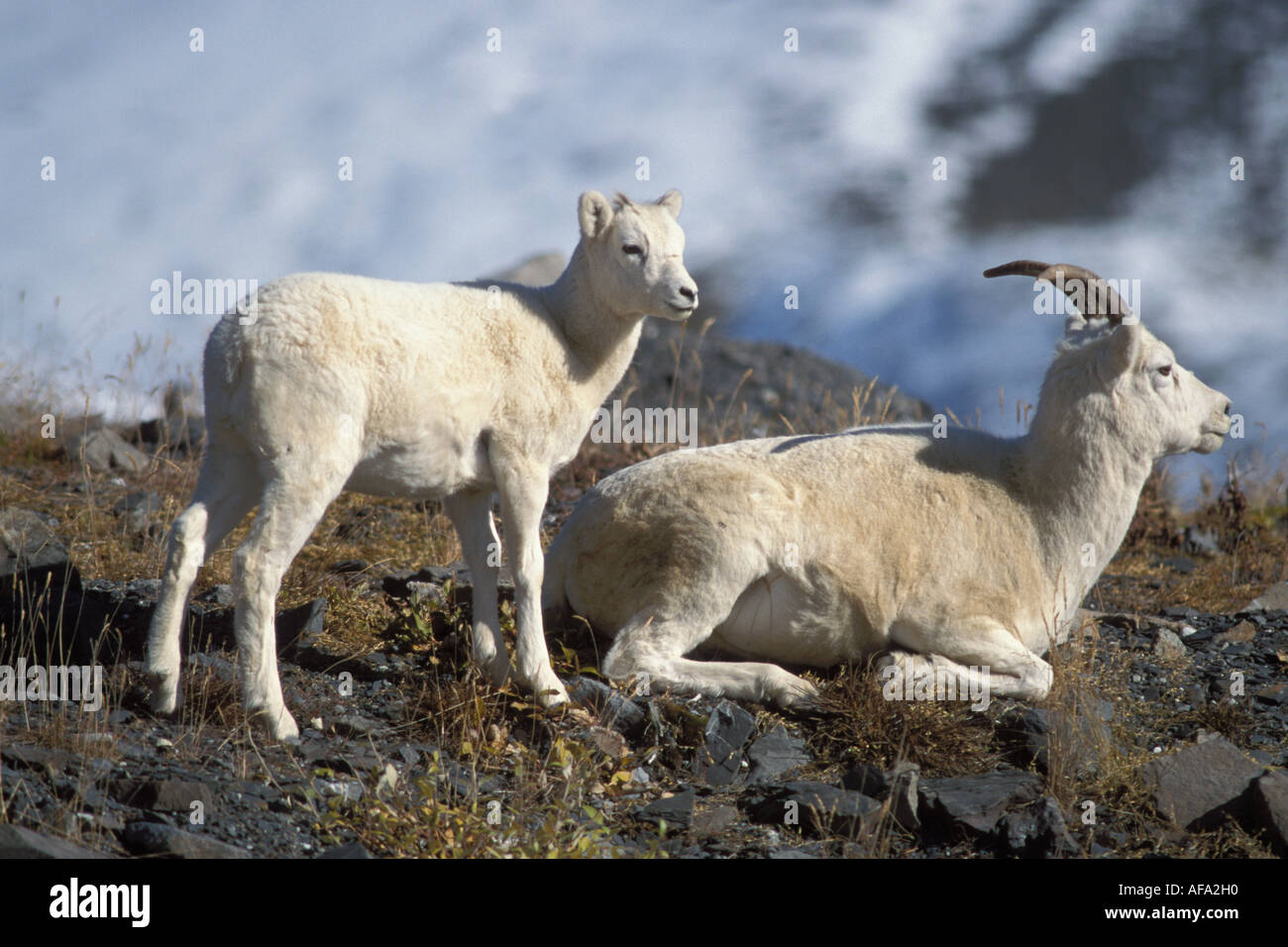 dall sheep Ovis dalli ewe and lamb on a hillside North Slope of the ...