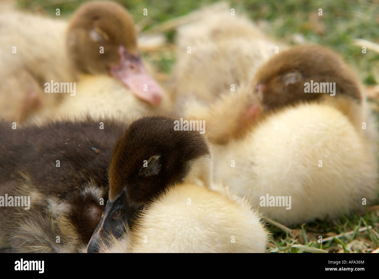 three cute little ducklings lay on the grass sleeping Stock Photo