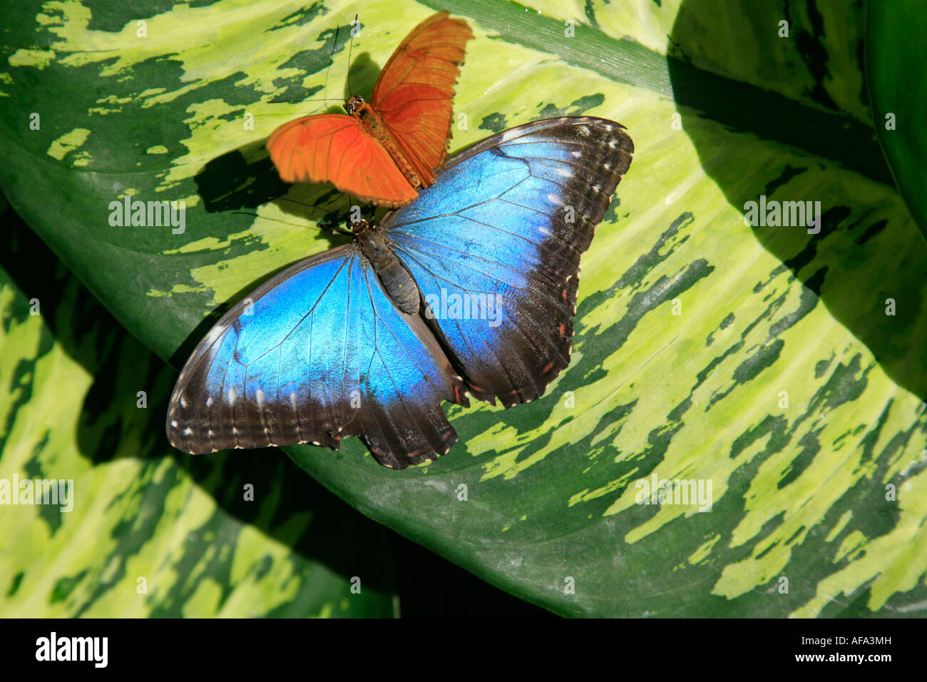Amazing Butterfly from all over the World Stock Photo