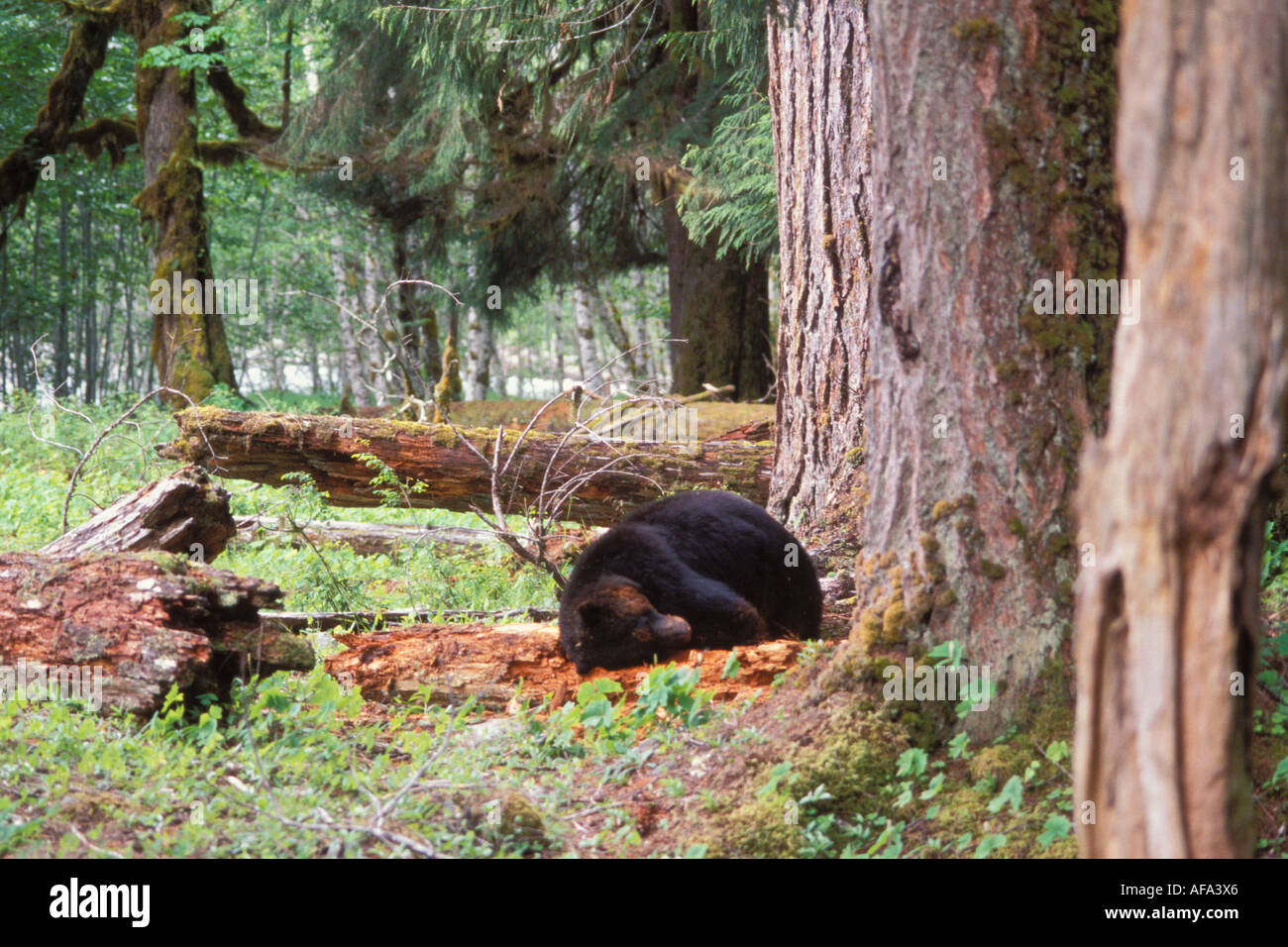 black bear Ursus americanus rubbing itself on the bark of a fallen tree