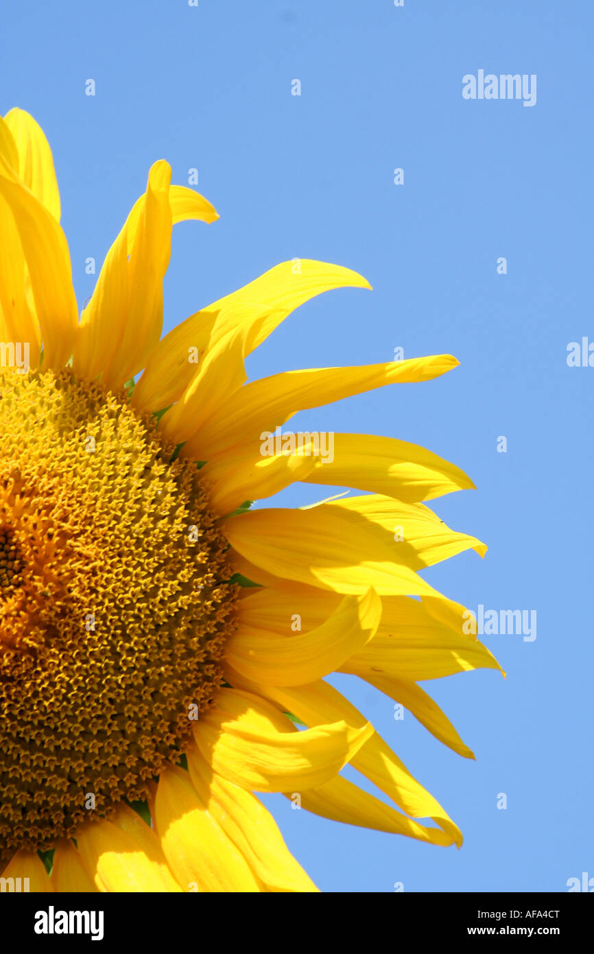 Half a Sunflower Against a Blue Sky Stock Photo - Alamy