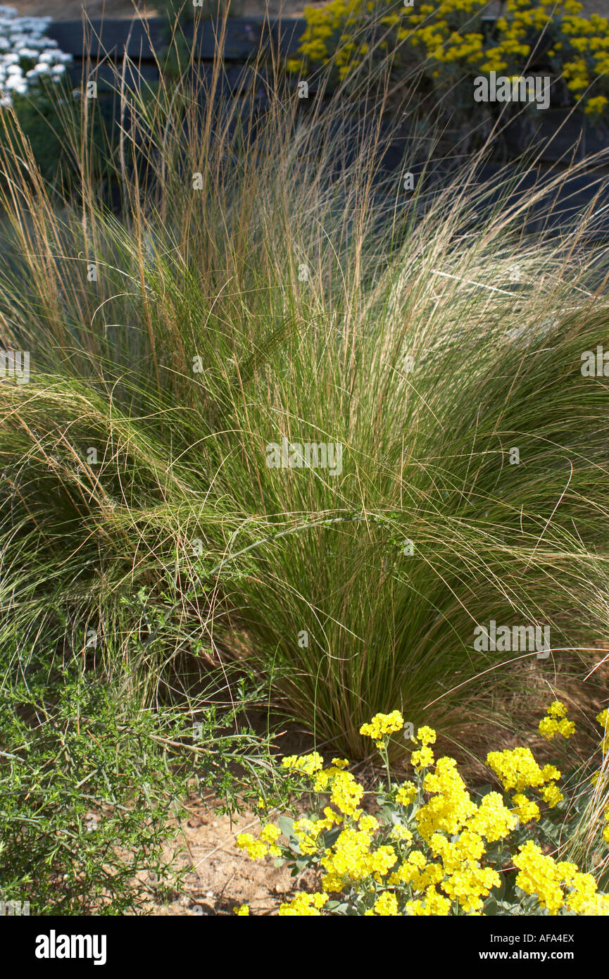 Nassella Tenuissima Mexican Feather Grass Stock Photo Alamy Nassella Tenuissima Mexican Feather Grass Stock Photo Alamy