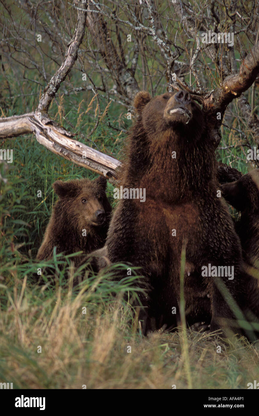 brown bear Ursus arctos grizzly bear Ursus horribils sow with cubs scratching her back on a tree Denali National Park Alaska Stock Photo