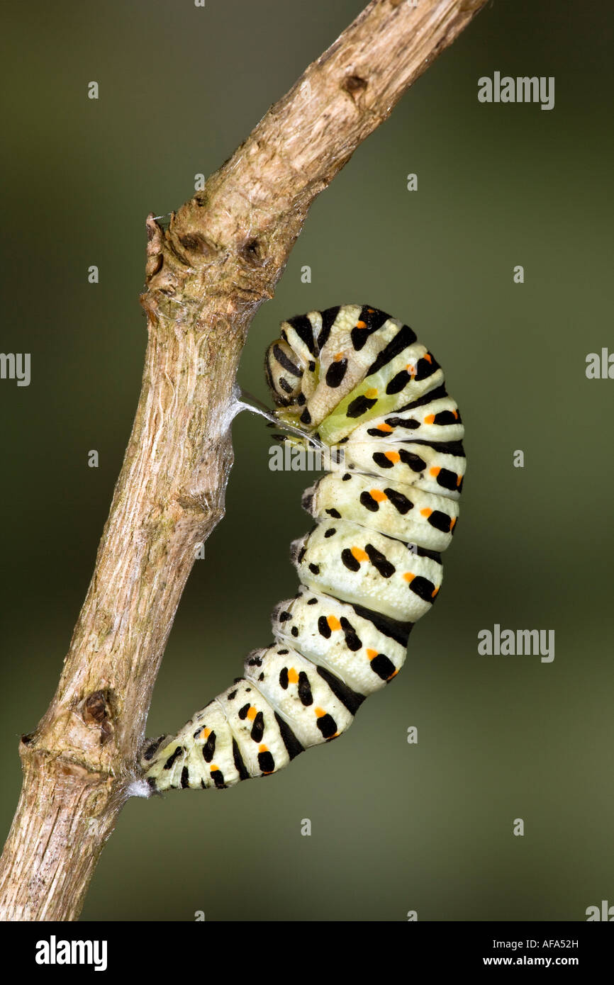 Swallowtail butterfly Papilio machaon chrysalis forming on stem with ...