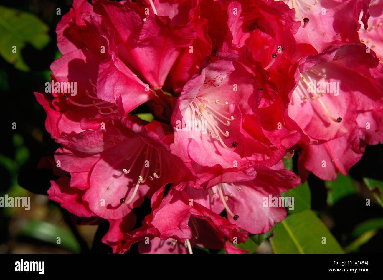 Deep Red Rhododendron High Resolution Stock Photography and Images - Alamy