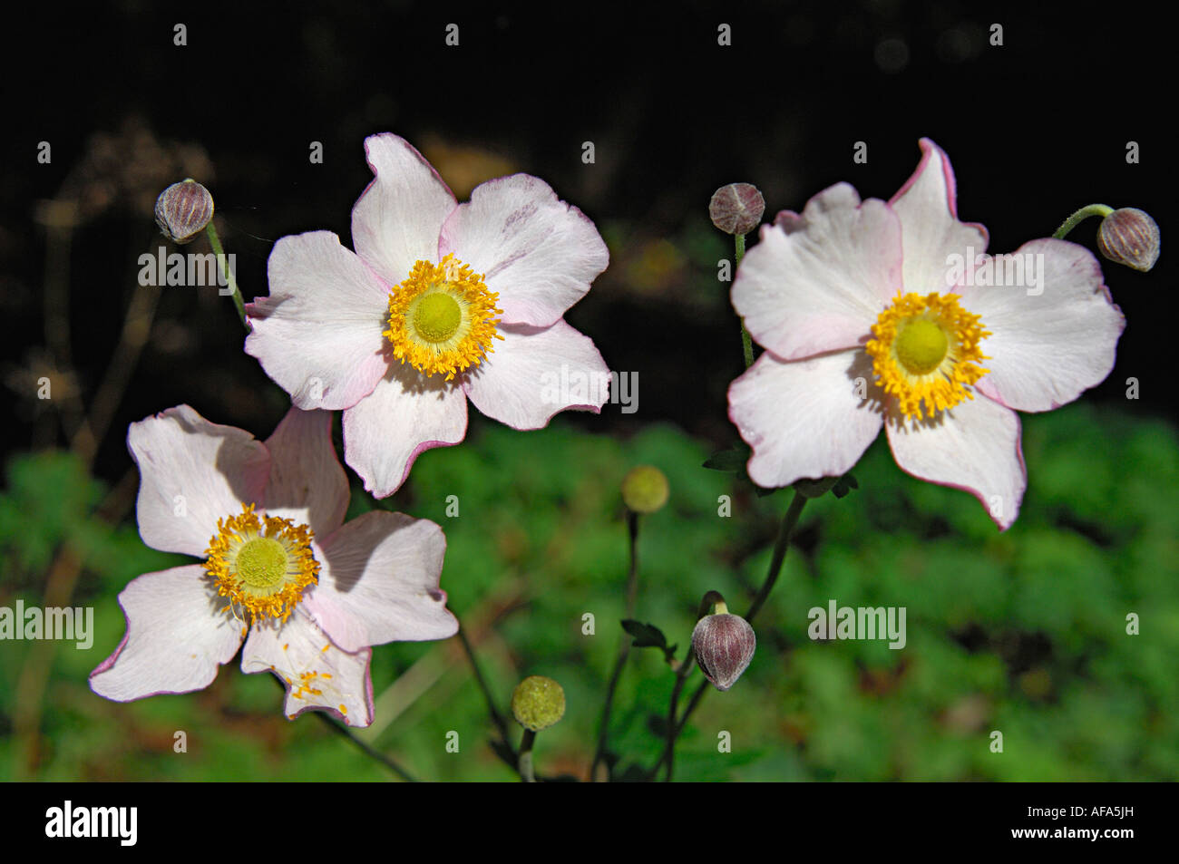 Semi close up of three flower heads of pale pink Japanese Anemone Scotland UK Stock Photo
