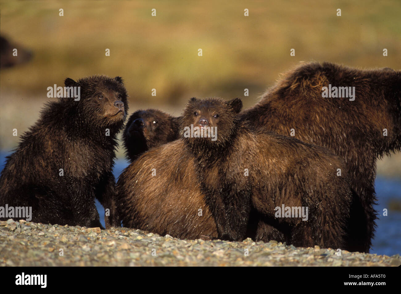 brown bear Ursus arctos grizzly bear Ursus horribils sow with three ...