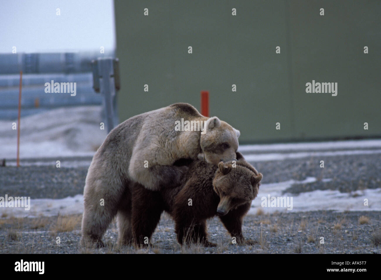 brown bear Ursus arctos grizzly bear Ursus horribils pair mating around