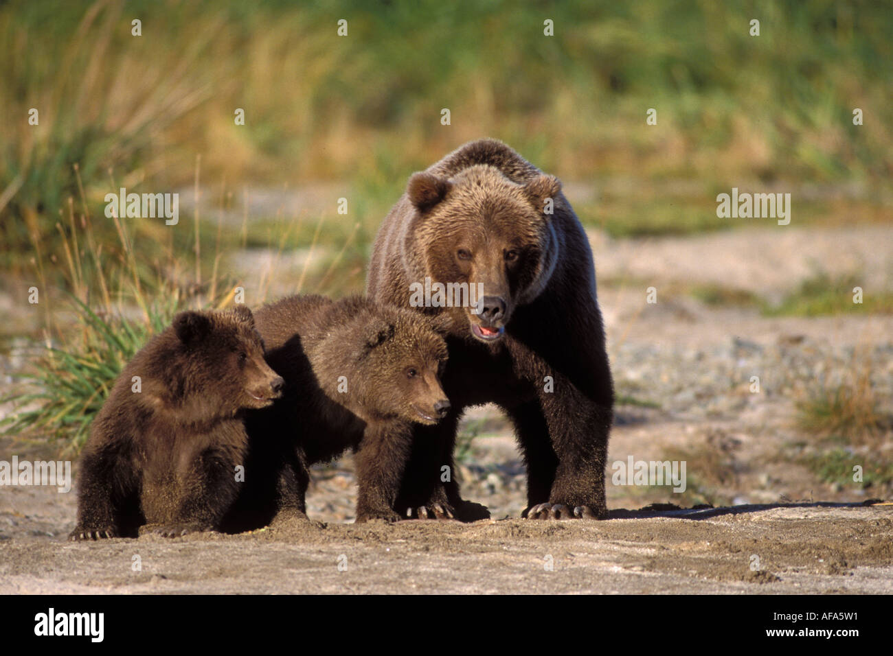 brown bear Ursus arctos grizzly bear Ursus horribils sow with three ...