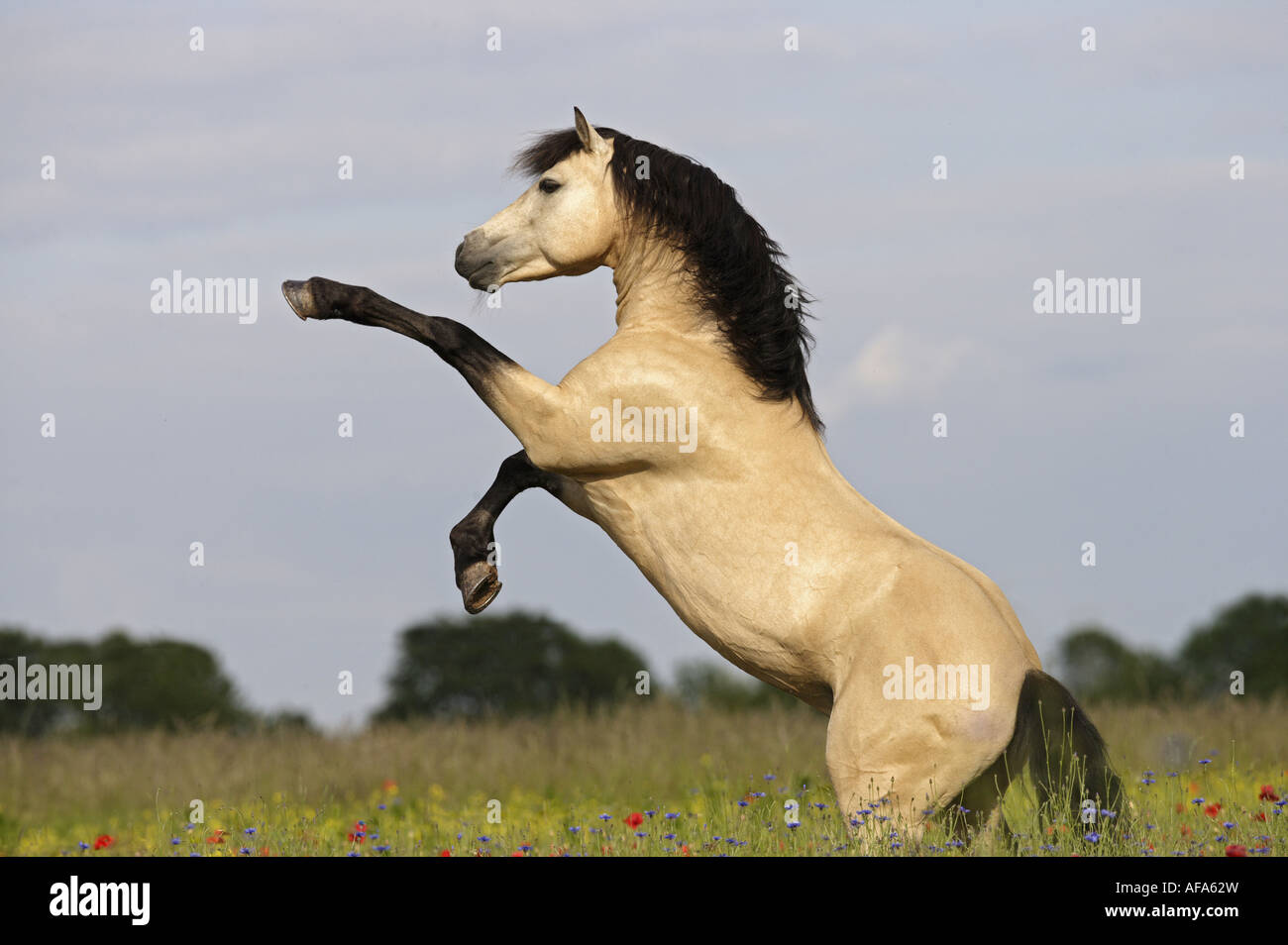 Connemara - rearing Stock Photo - Alamy