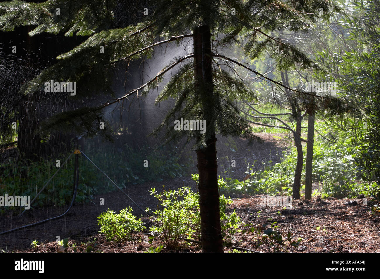trees while spray irrigation Stock Photo Alamy
