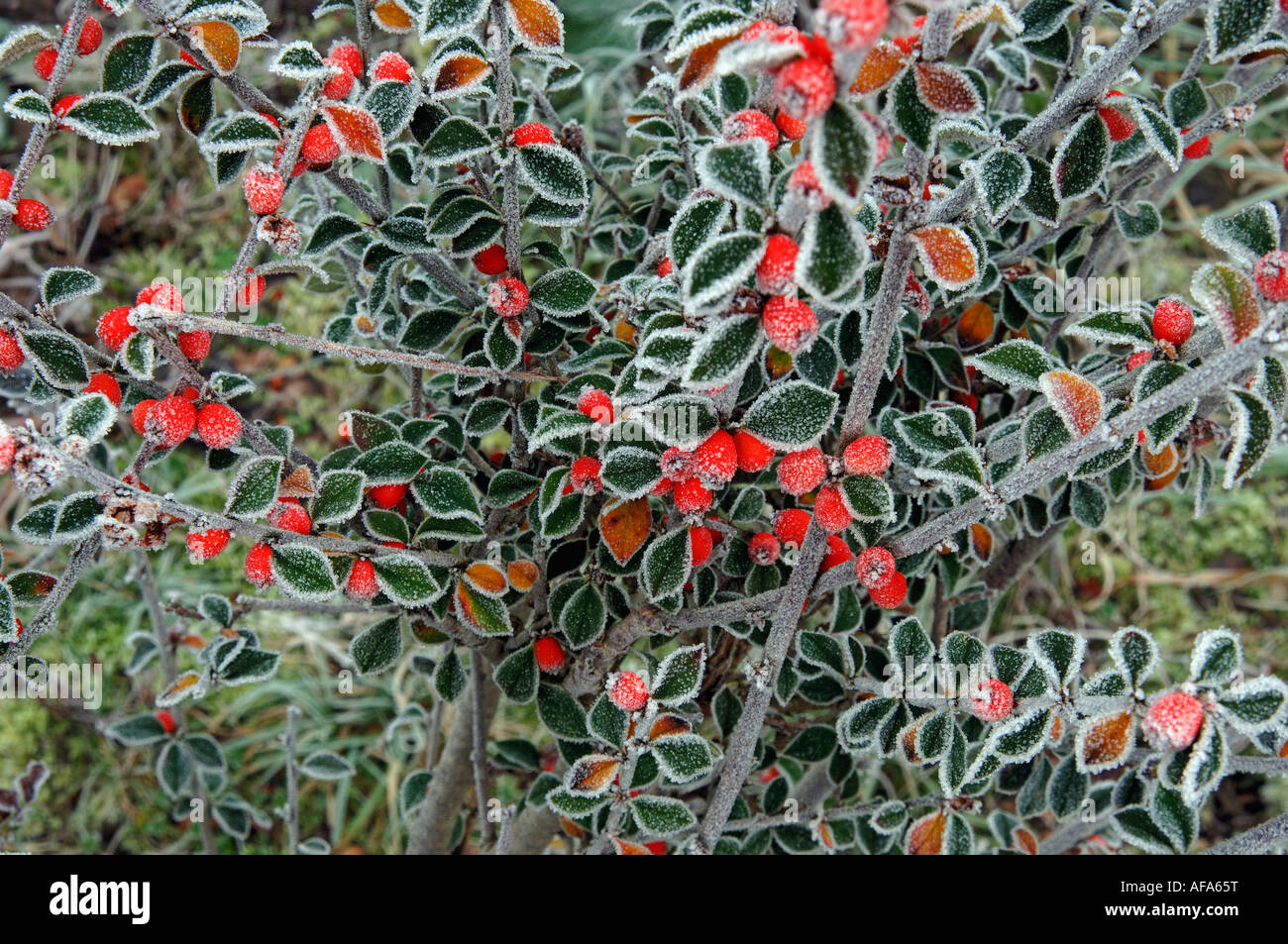 Cotoneaster leaves and berries outlined by frost in midwinter Stock Photo
