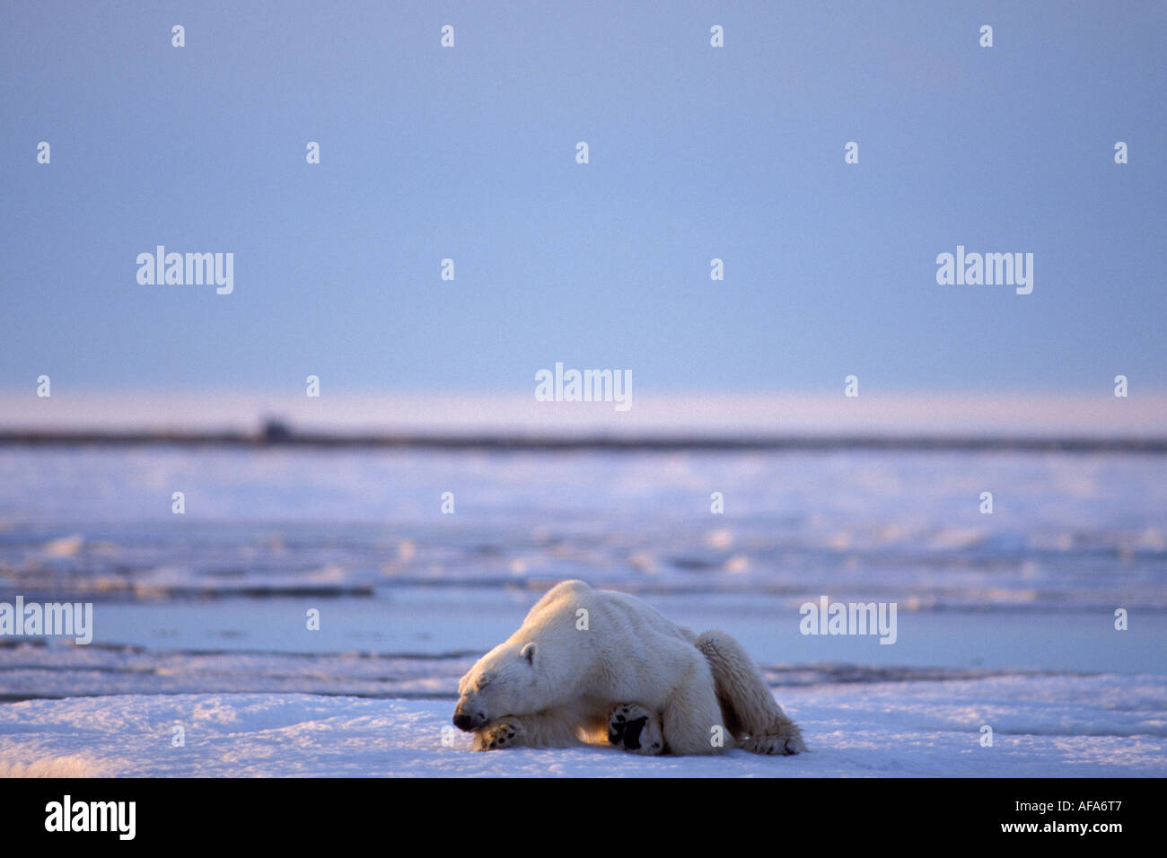 polar bear Ursus maritimus thin and starving sleeps on the 1002 coastal