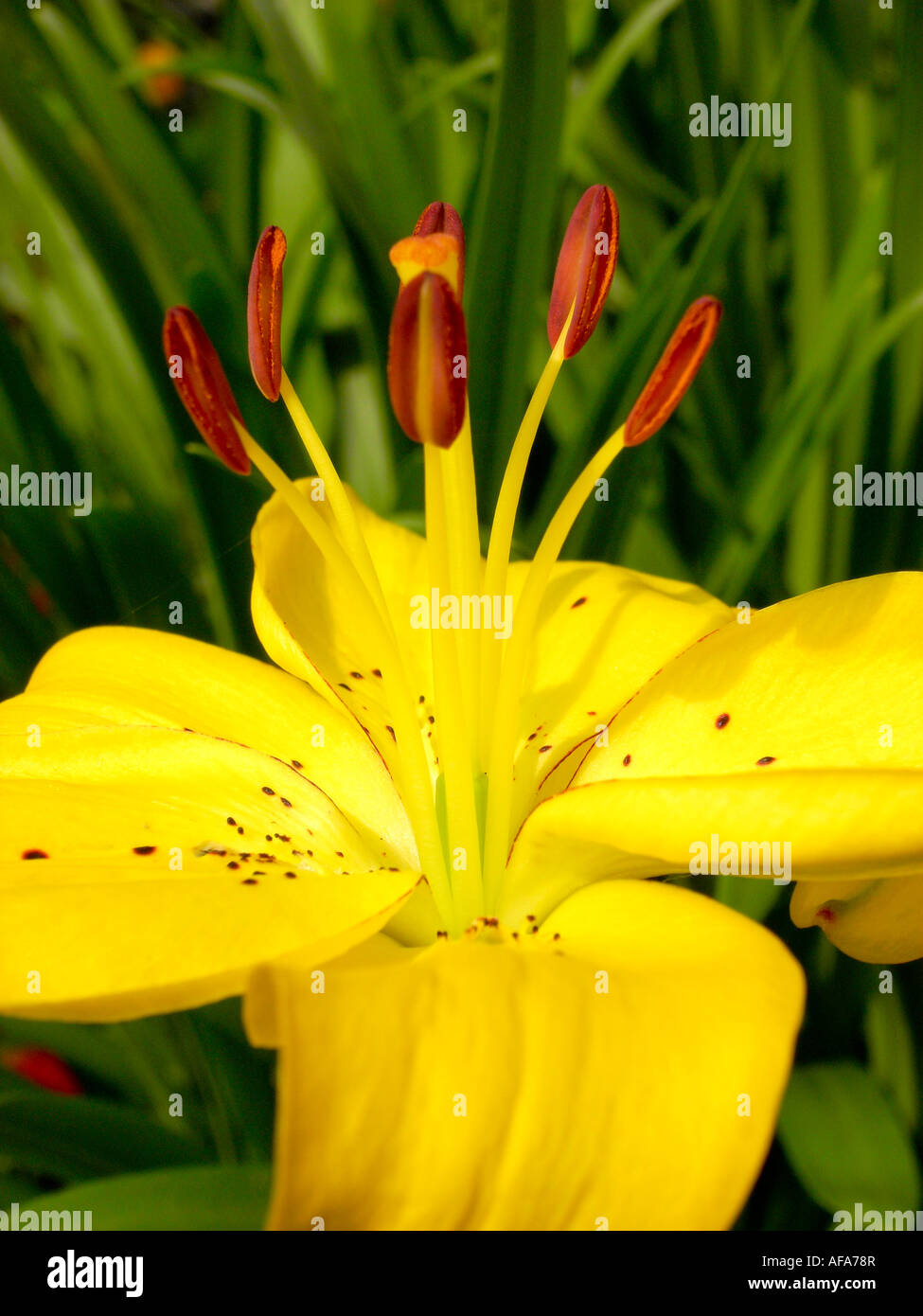 Yellow lily Stock Photo