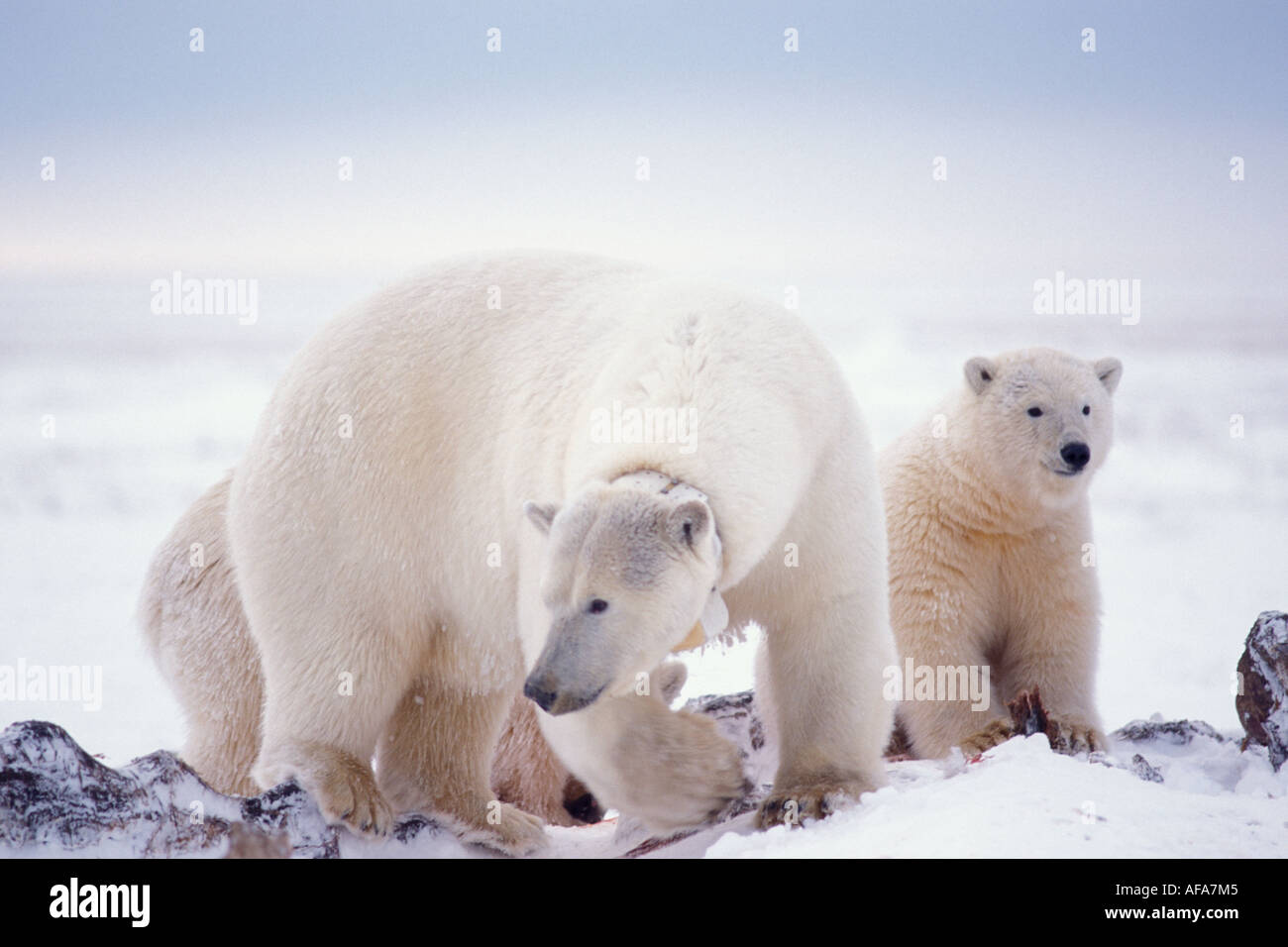 Polar Bear Ursus Maritimus Sow With Cubs Scavenging A Bowhead Whale Carcass 1002 Area Arctic