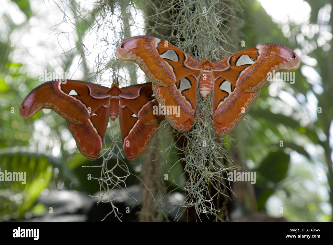Atlas moth attacus atlas Amazing Butterfly from all over the World Stock Photo