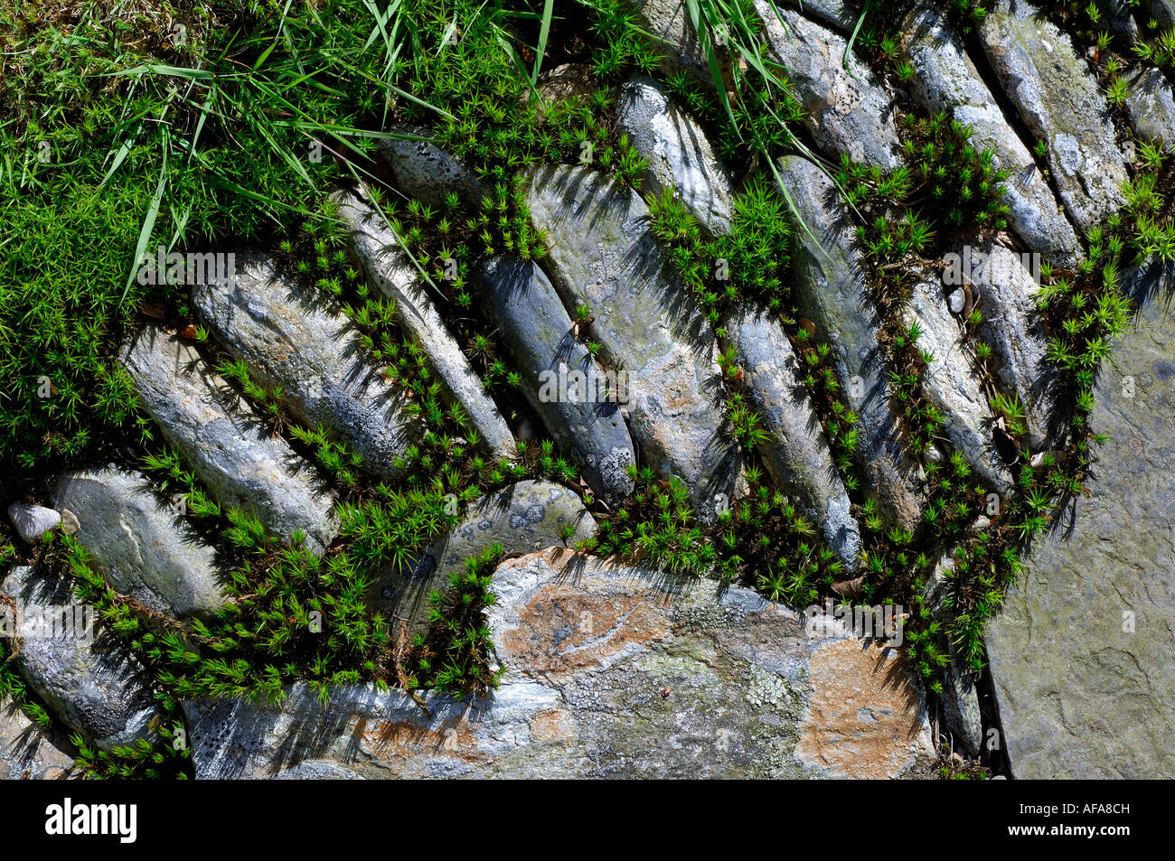 Semi close up of portion of garden path paved with natural stone and with moss growing between the stones Stock Photo