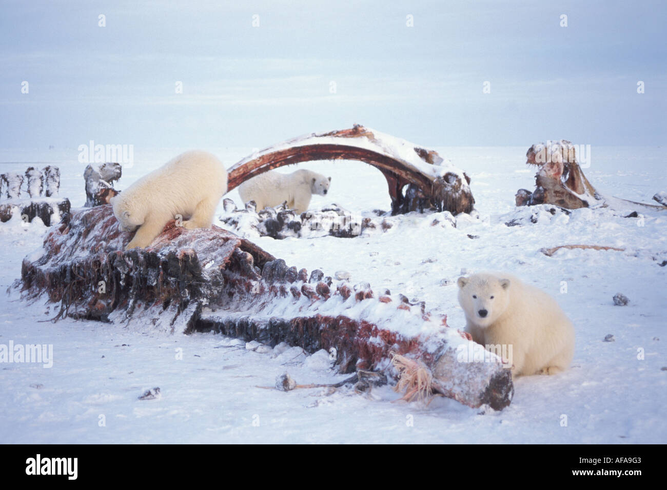 Polar Bear Ursus Maritimus Sow With Cubs Scavenging A Bowhead Whale Carcass 1002 Area Arctic