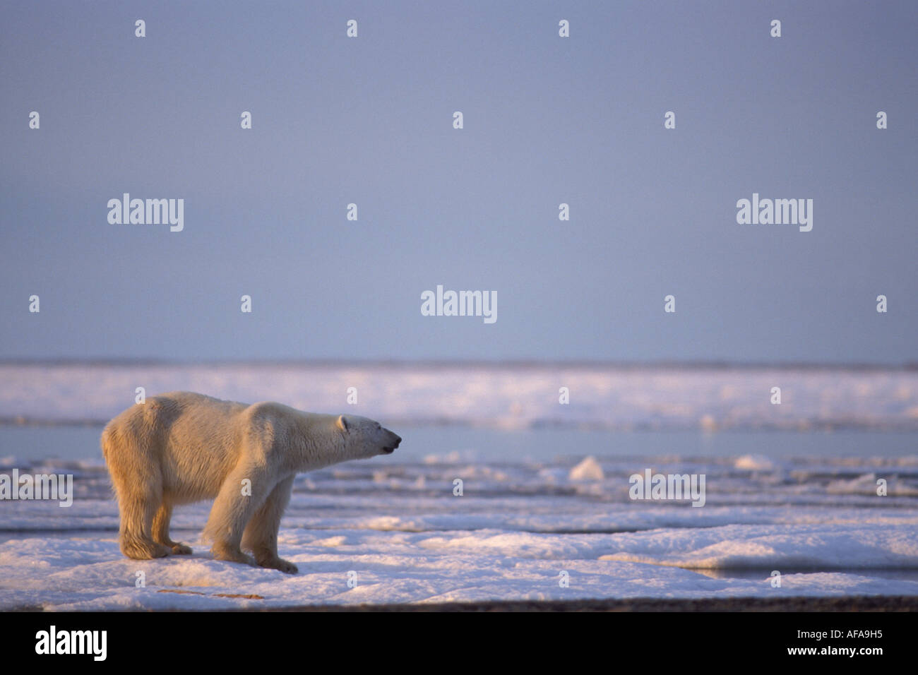 polar bear Ursus maritimus thin and starving on the pack ice 1002 area