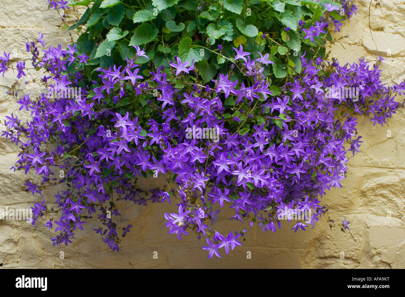 Purple hanging plant deals