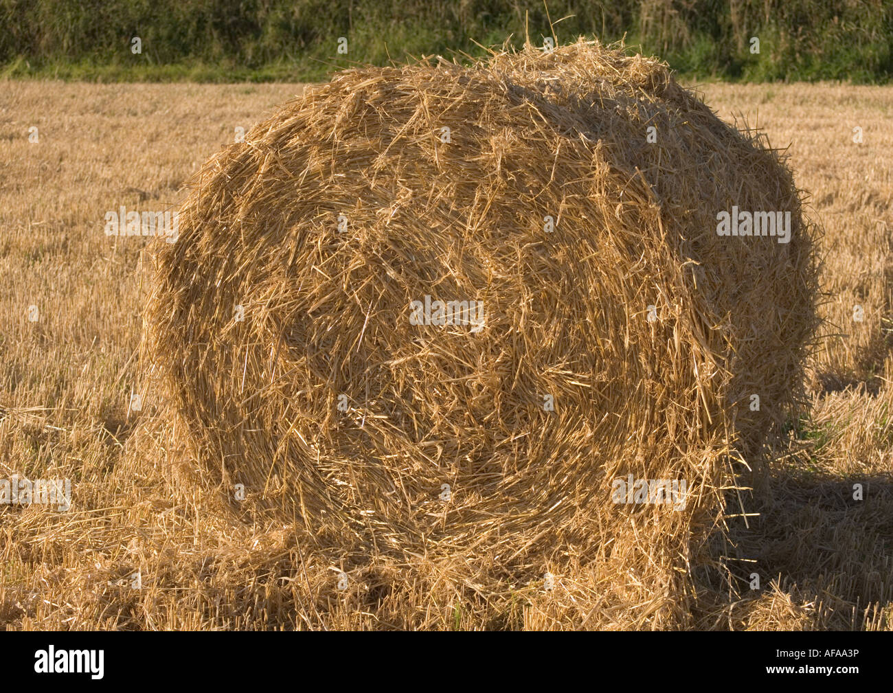 Barley straw rolled bale Stock Photo Alamy