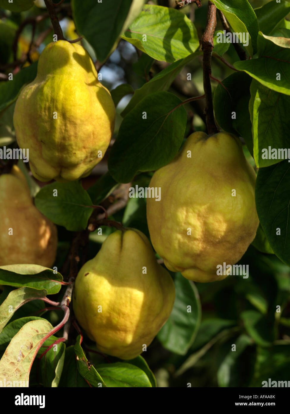 Quince Growing on a Tree Stock Photo - Alamy