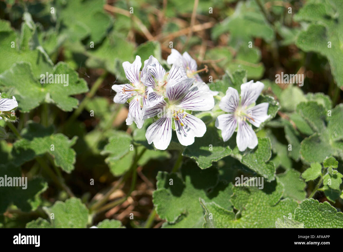 Renard's Hardy Geranium (geranium renardii) Stock Photo