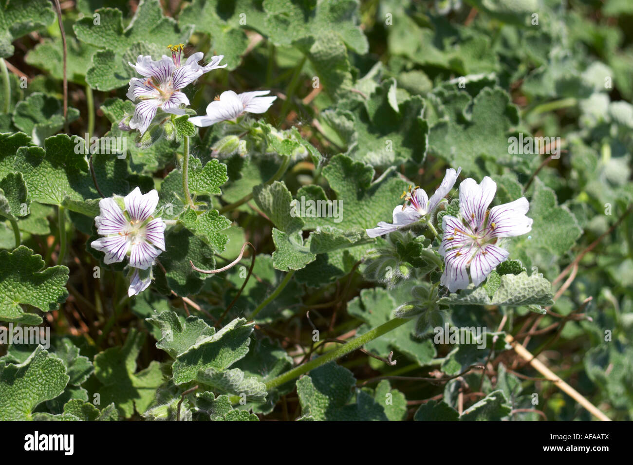 Renard's Hardy Geranium (geranium renardii) Stock Photo