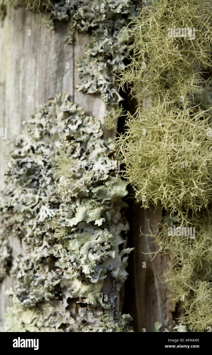fruticose and foliose lichen forms Stock Photo