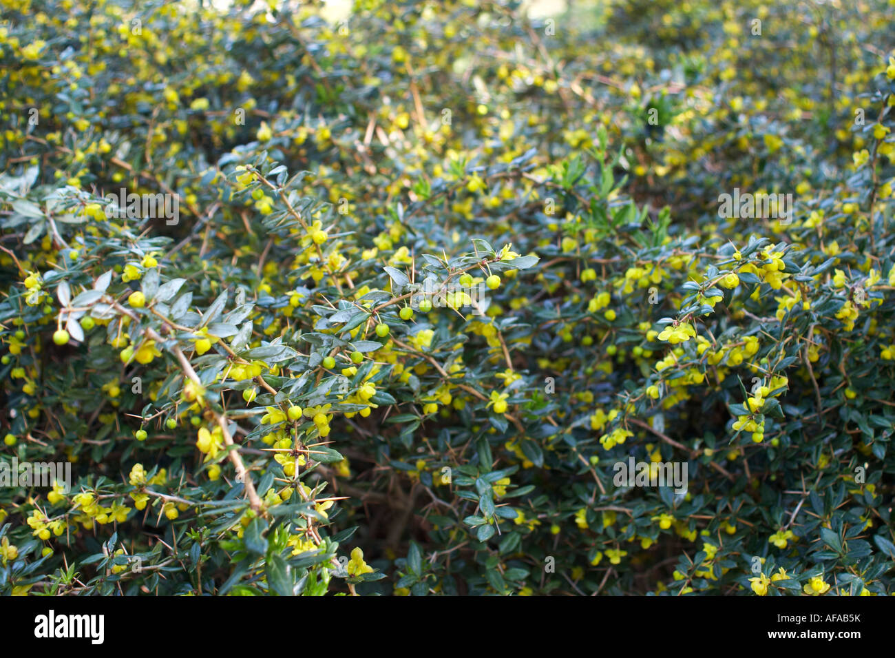 Berberis candidula barberry pepperidge bush Stock Photo