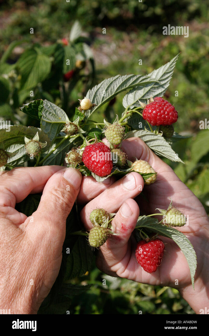 Snohomish Raspberry Picking Berries picking hi-res stock photography and images - Alamy